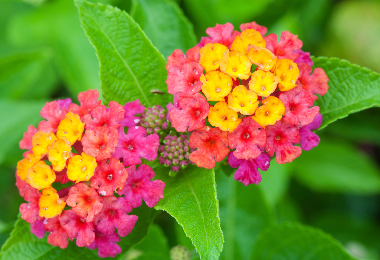 Lantana (Lantana camara) Lantana (Lantana camara)