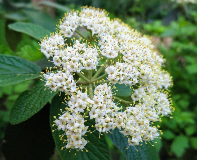 Leatherleaf Viburnum Leatherleaf Viburnum