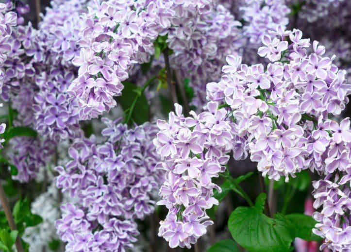 Lilac Tree Lilac Tree