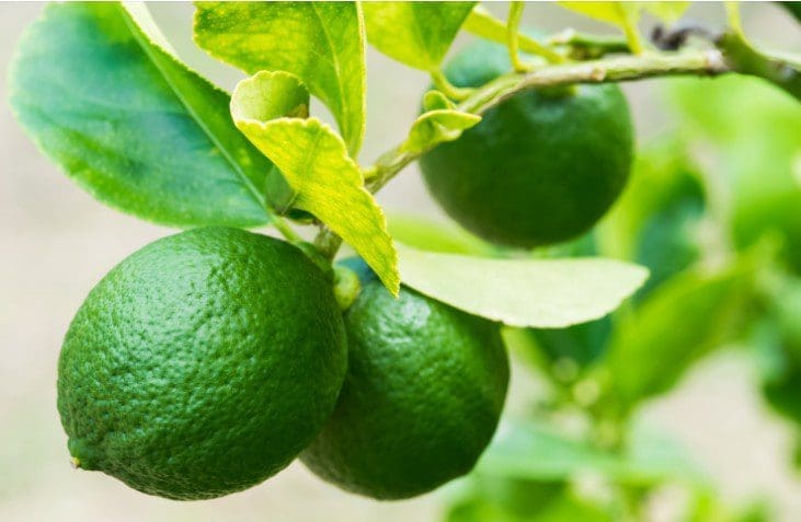 Lime Tree Harvest A healthy, vibrant green lime tree loaded with fresh, unripe green limes.