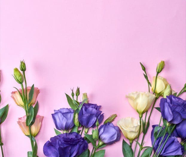 Lisianthus A beautiful purple Lisianthus flower in full bloom