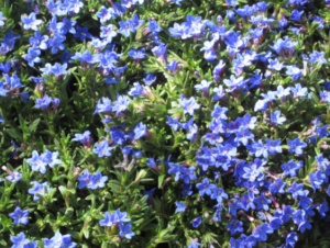 Lithodora Blue Star Lithodora Blue Star