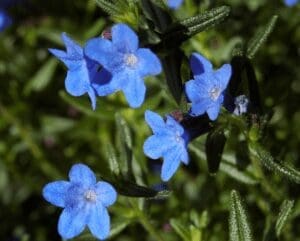 Lithodora Heavenly Blue Lithodora Heavenly Blue