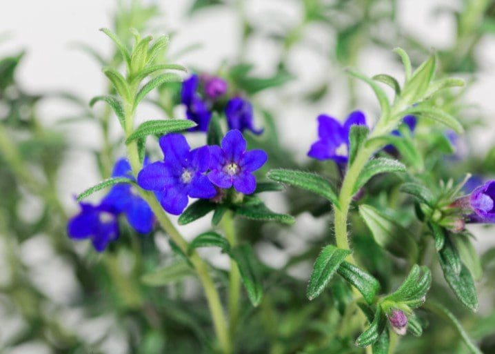 Lithodora Diffusa Lithodora Diffusa