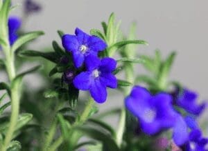 Lithodora Grace Ward Lithodora Grace Ward