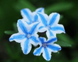Lithodora White Star Lithodora White Star