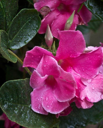 Mandevilla Vine Vigorous Mandevilla vine climbing on a trellis