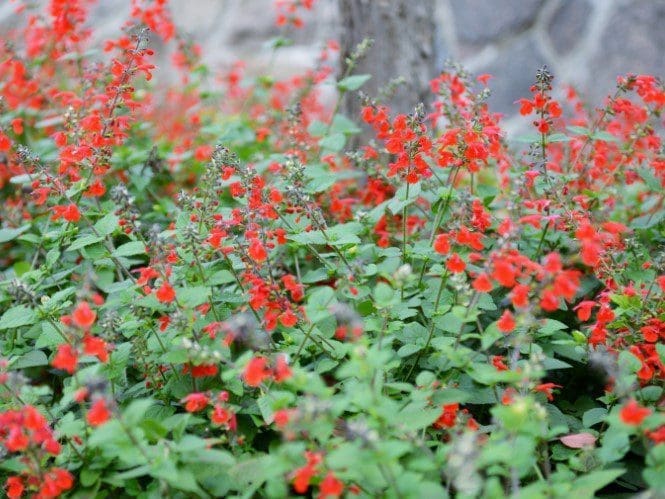 Mexican Sage Mexican Sage