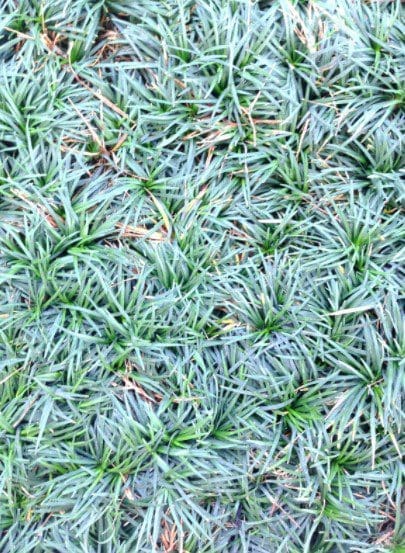 Mini Mondo Grass Mini mondo grass growing as a low ground cover between garden stones