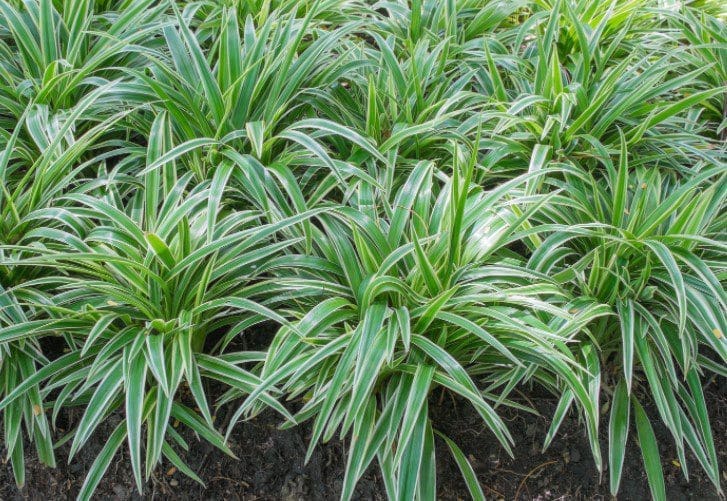 Mondo Grass vs Liriope Mondo grass and liriope growing as evergreen ground covers along a shaded garden border