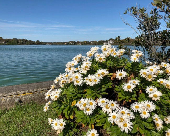 Montauk Daisy Montauk Daisy