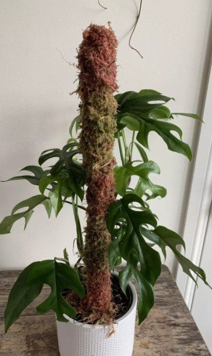 Moss Pole Moss Pole