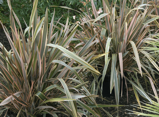 New Zealand Flax (Phormium tenax) New Zealand Flax (Phormium tenax)