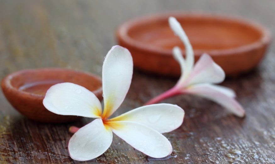 Plumeria Plumeria