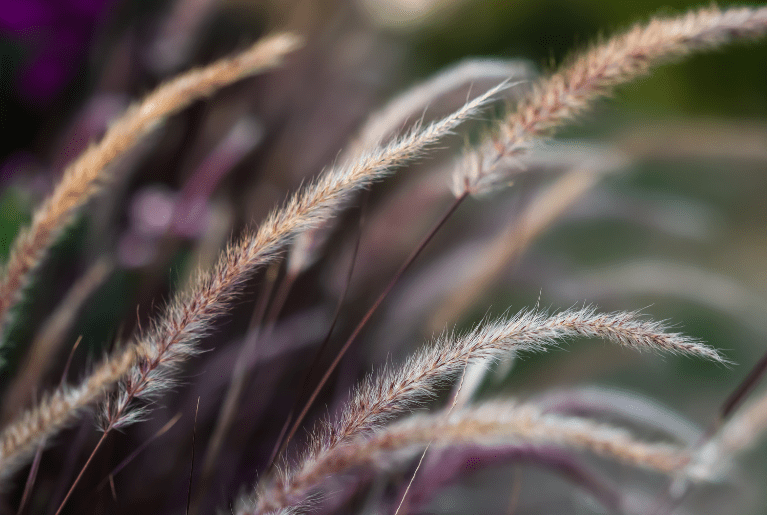 Purple Fountain Grass (Pennisetum setaceum 'Rubrum') Purple Fountain Grass (Pennisetum setaceum 'Rubrum')