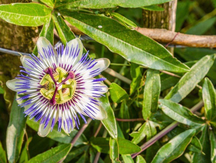 Purple Passion Plant Purple Passion Plant