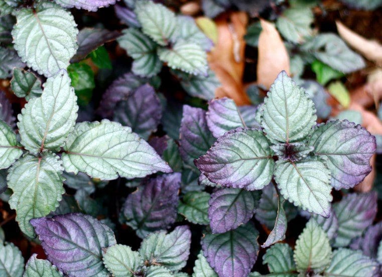 Purple Waffle Plant A dense, beautiful Purple Waffle Plant showing off its crinkled green leaves with purple undersides.