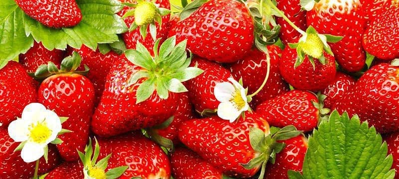 Quinault Strawberries Quinault Strawberries