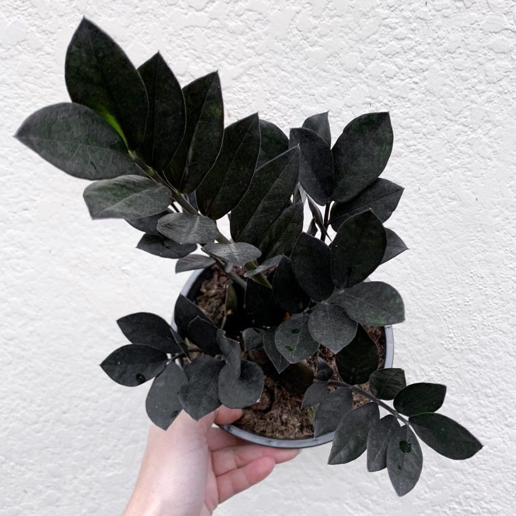 Raven ZZ Plant Raven ZZ Plant