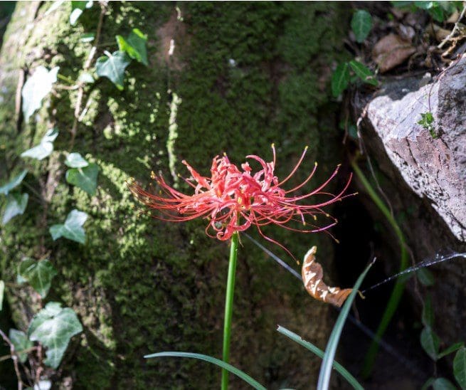 Red Spider Lily Red Spider Lily