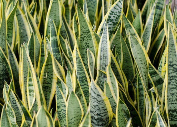 Sansevieria (mother-in-law's tongue) Sansevieria (mother-in-law's tongue)