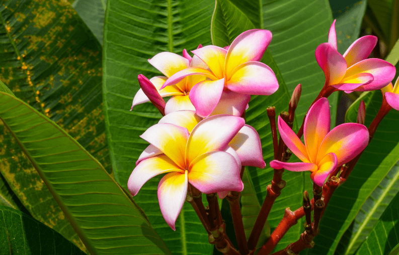 Singapore Plumeria (Plumeria obtusa) Singapore Plumeria (Plumeria obtusa)
