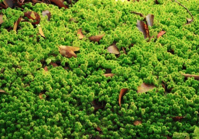 Sphagnum Moss Sphagnum Moss