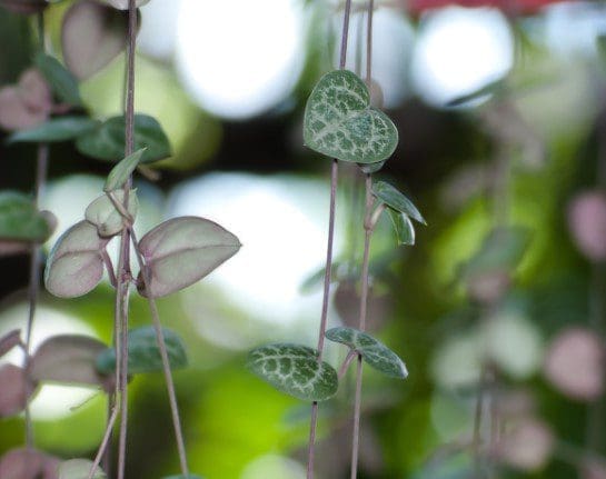 String Of Hearts String Of Hearts