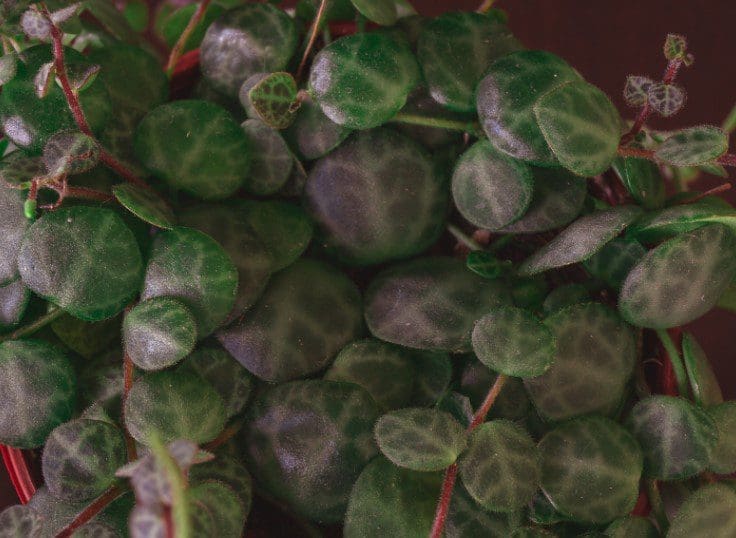 String of Turtles Houseplant A lush String of Turtles plant cascading out of a white hanging planter.