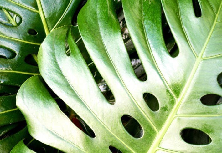 Swiss Cheese Plant A healthy Swiss Cheese Plant showing deep fenestrations (holes) in its large green leaves.