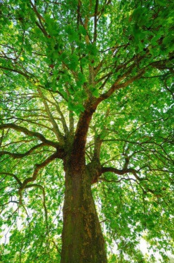 Sycamore Tree close Sycamore Tree close