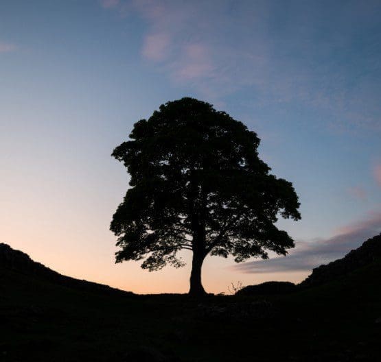 Sycamore Tree Sycamore Tree