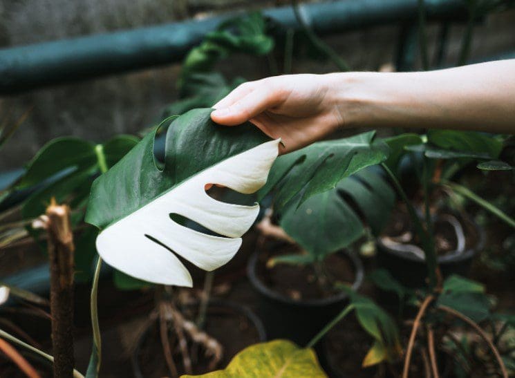 Variegated Monstera Deliciosa Variegated Monstera Deliciosa