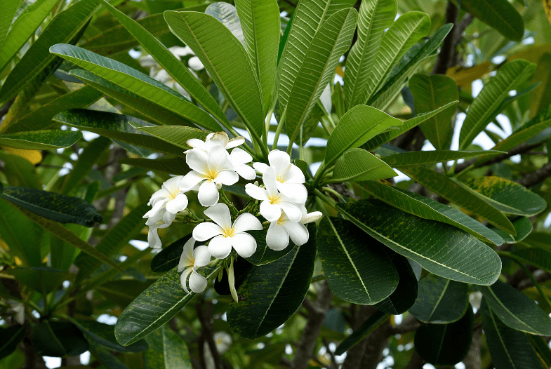 White Plumeria (Plumeria alba) White Plumeria (Plumeria alba)