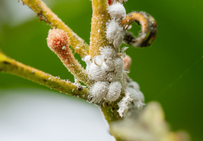 Mealybugs on Houseplants Close up showing white, cotton-like mealybugs infesting the leaves of a plant.