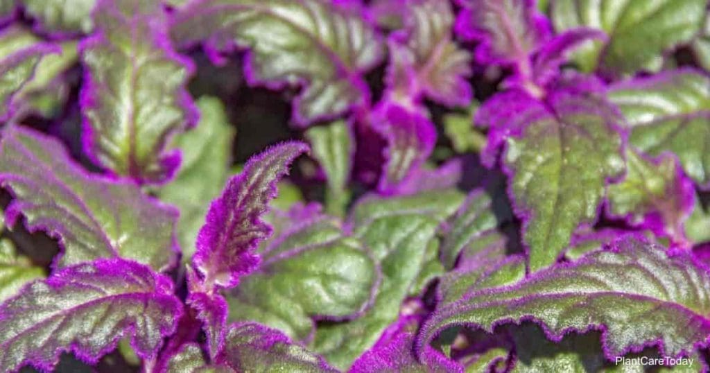 Purple Passion Plant Care Purple Passion Plant Care