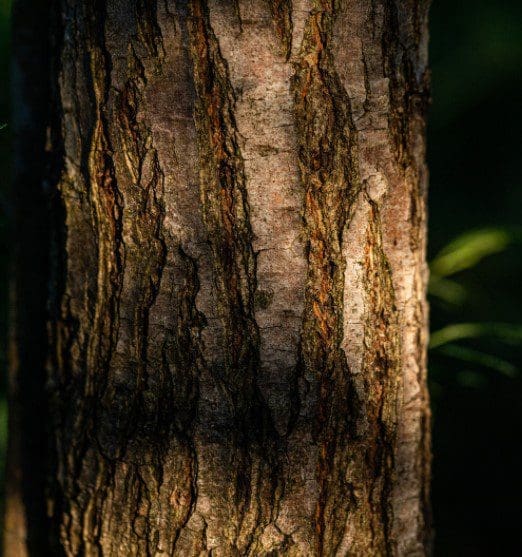 Acacia Wood Bark Close up of the rough texture of Acacia wood bark.