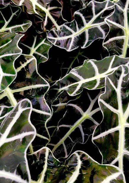 Alocasia Plant Alocasia Plant