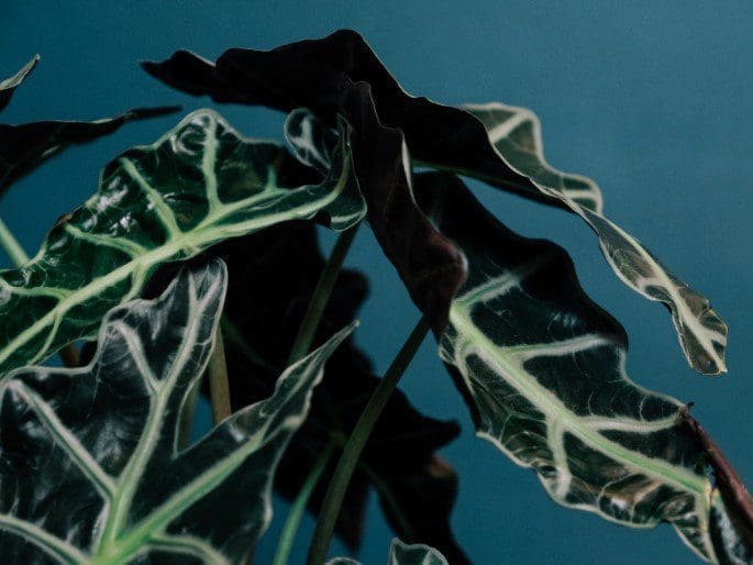Alocasia Alocasia