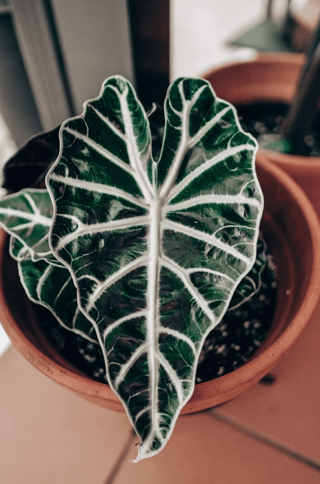 Alocasia Polly Alocasia Polly