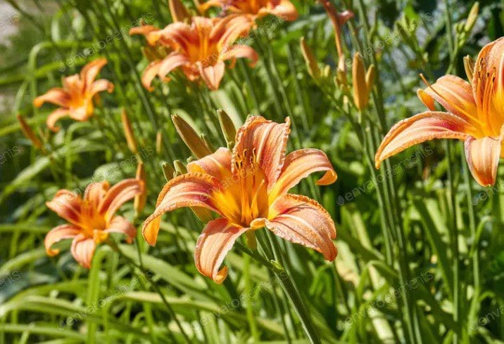 Alstroemeria Alstroemeria