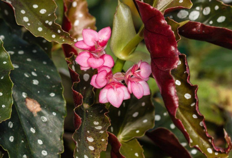 Angel Wing Begonia Angel Wing Begonia