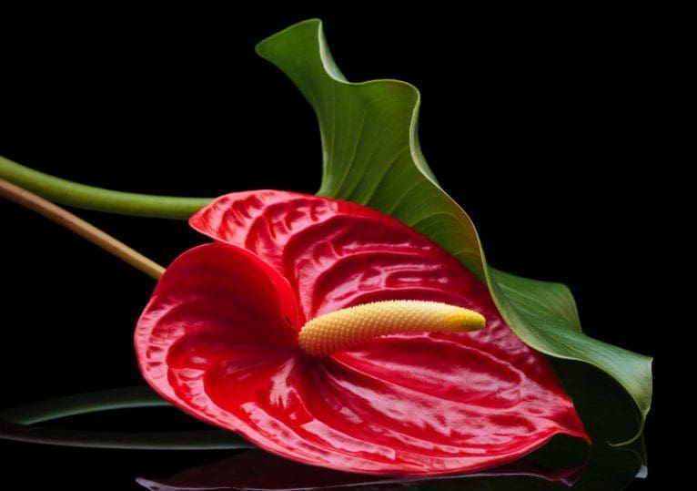 Anthurium Anthurium