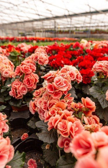 Begonia Elatior