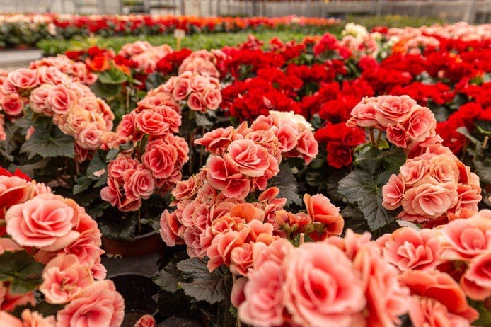 Begonias Begonias
