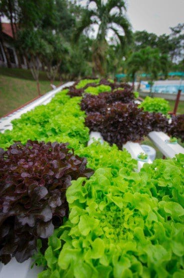 Bibb Lettuce Hydroponic Bibb Lettuce Hydroponic