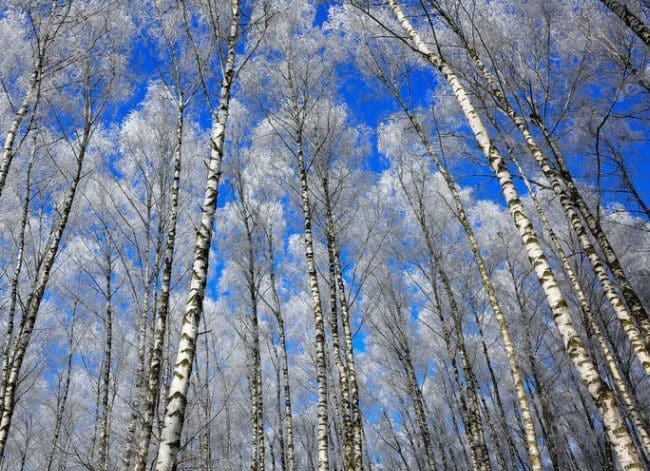 Birch Trees Birch Trees