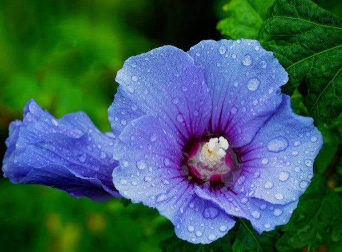 Blue Satin Hibiscus Blue Satin Hibiscus