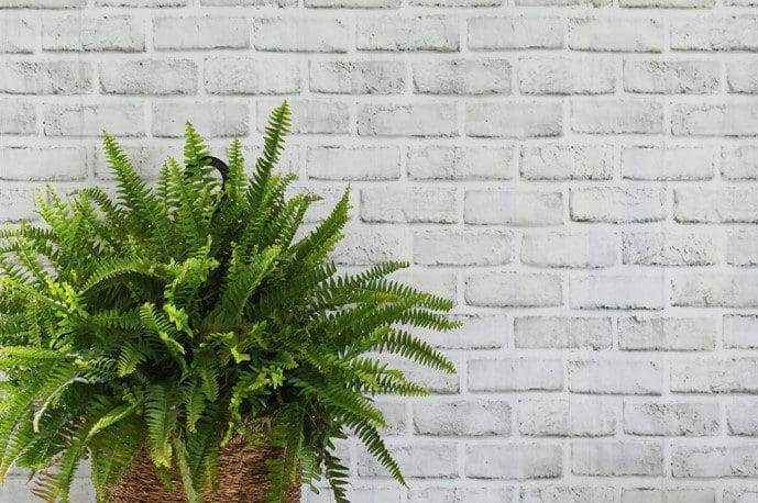 Boston Fern Boston Fern
