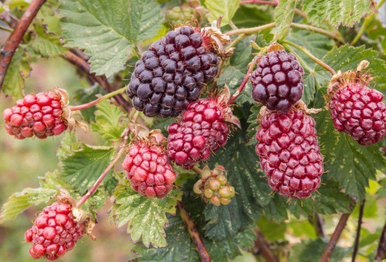 Boysenberry Boysenberry